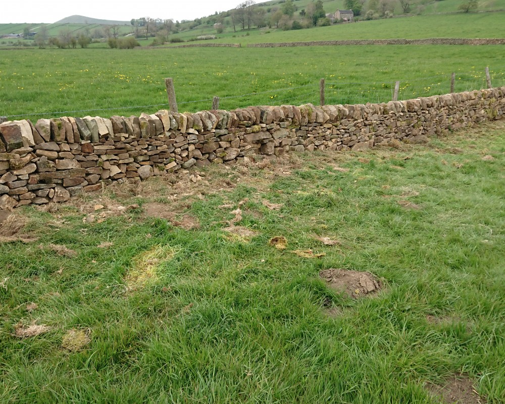 Field Dry Stone Wall