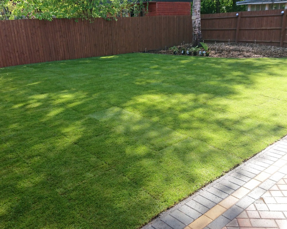 New Lawn Turf